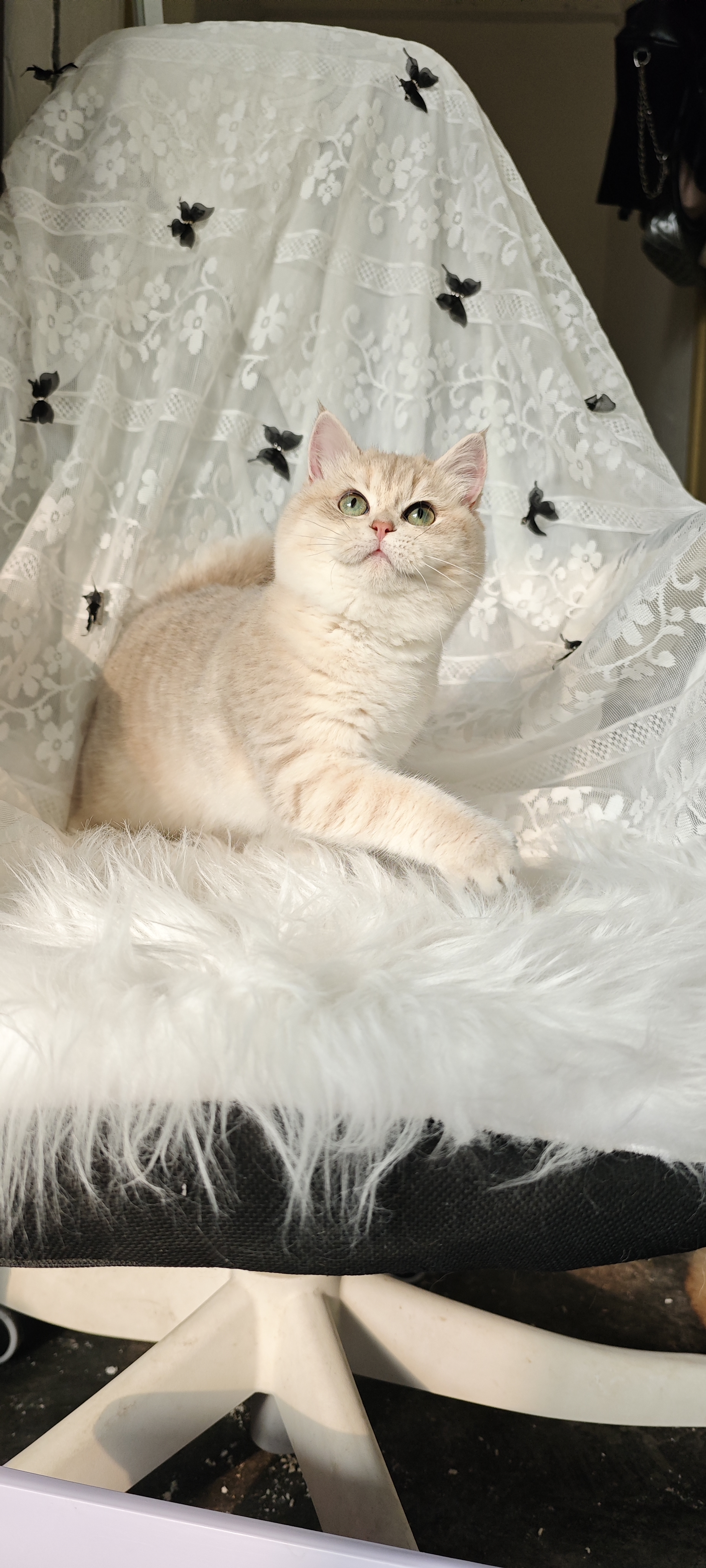 蓝金渐层妹妹 身材好颜色漂亮，脸版非常甜美～五月龄的年纪这么完美的结构～